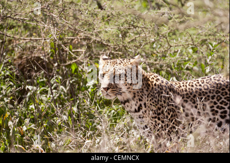 Leopard sul prowl Foto Stock