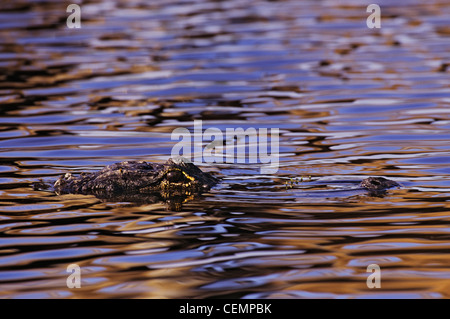 Coccodrillo nella bella luce sul selvaggio e Scenic Myakka River Foto Stock