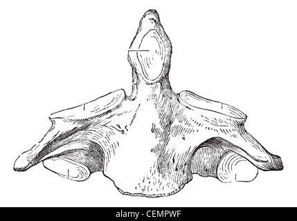 Fig. 136. Asse (seconda vertebra cervicale), vintage illustrazioni incise. Magasin pittoresco 1875. Foto Stock