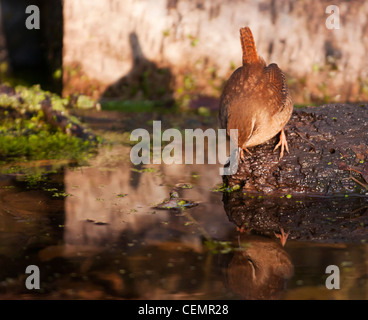 Scricciolo, Troglodytes troglodytes, in cerca di insetti intorno al laghetto del bosco Foto Stock