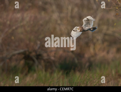 Breve eared gufo comune (asio flammeus) Foto Stock