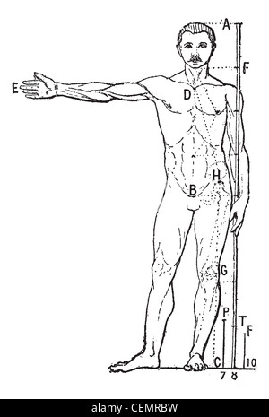 Proporzioni umane, vintage illustrazioni incise. Dizionario di parole e le cose - Larive e Fleury - 1895. Foto Stock