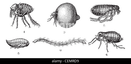 Chip 1. di penetrazione o non-elegante set di chip. 2. comune chip. 3. di penetrazione o elegante set di chip. 4. cat flea. 5. chip (ninfa). 6. cat flea (larve), vintage illustrazioni incise. dizionario di parole e le cose - larive e fleury - 1895. Foto Stock