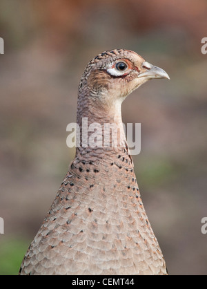 Il fagiano comune (femmina/hen) 'Phasianus colchicus' Foto Stock