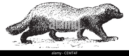 Ratel o miele badger (mellivora capensis) isolato su bianco, vintage illustrazioni incise. dizionario di parole e le cose - larive e fleury - 1895. Foto Stock