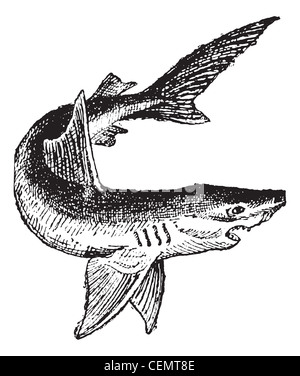 Shark isolato su bianco, vintage illustrazioni incise. Dizionario di parole e le cose - Larive e Fleury - 1895. Foto Stock