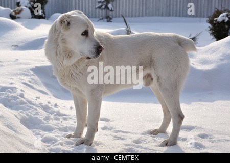 Bianco in Asia centrale il cane pastore Foto Stock