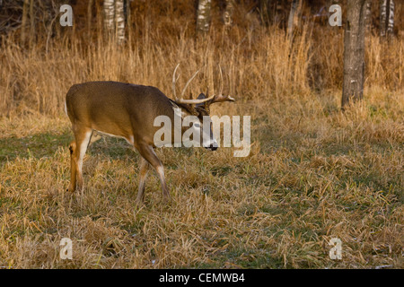 White-tailed buck in autunno Foto Stock