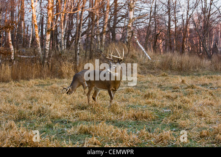 White-tailed bucks in autunno Foto Stock