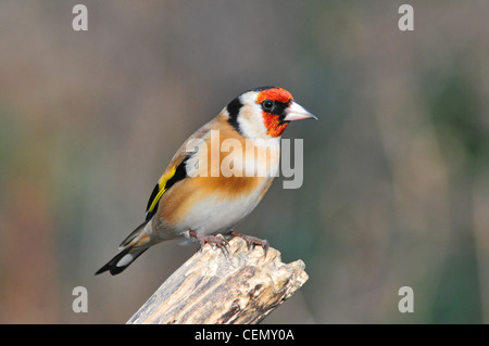 Cardellino Foto Stock