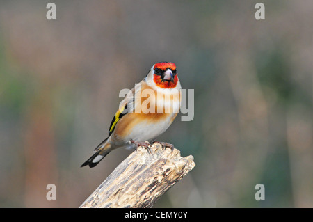 Cardellino Foto Stock