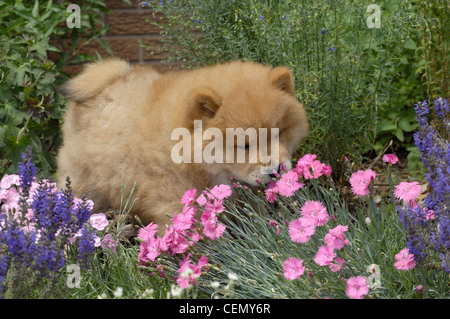 Chow Chow cucciolo lo sniffing fiori Foto Stock