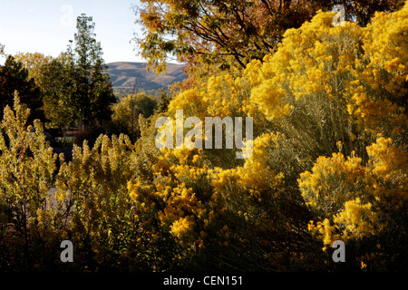 Rabbitbrush in gomma in piena fioritura Foto Stock