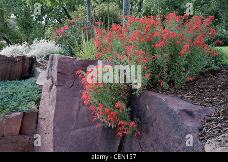 California Fuchsia cresce su una parete di roccia Foto Stock