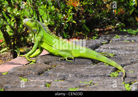 Iguana verde di prendere un bagno di sole in un giardino Foto Stock