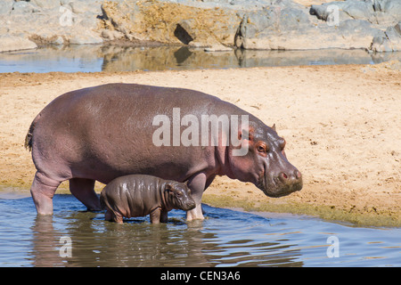 Ippopotamo (Hippopotamus amphibius) e baby nel Serengeti, Tanzania Foto Stock