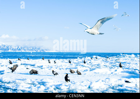 Gabbiani e aquile Foto Stock