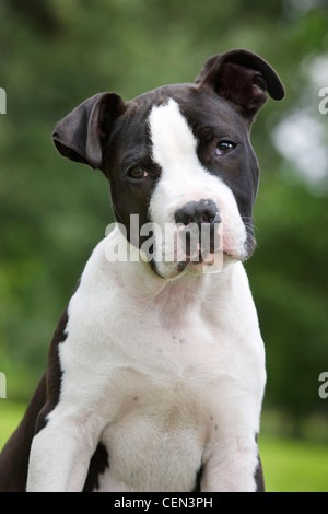 American Staffordshire Terrier Foto Stock