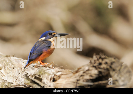 Azzurro kingfisher Alcedo azurea fotografato in Tasmania, Australia Foto Stock