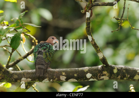 Colomba di smeraldo Chalcophaps indica fotografato nel Queensland, Australia Foto Stock