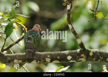 Colomba di smeraldo Chalcophaps indica fotografato nel Queensland, Australia Foto Stock