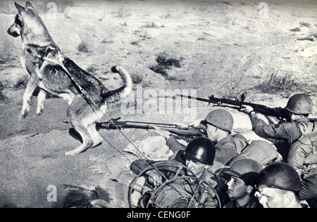 I soldati USA con la guerra cane messenger nelle isole del Pacifico la campagna Foto Stock