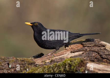 Amsel Foto Stock