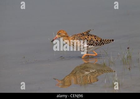 Kampfläufer Philomachus pugnax ruff limicola Foto Stock