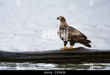 Immaturo aquila calva (Haliaeetus leucocephalus) pearched su un registro lungo il fiume Columbia, Oregon, Stati Uniti d'America Foto Stock