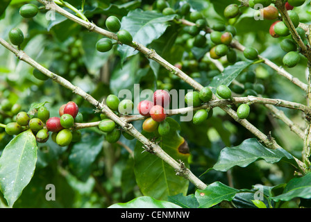 I chicchi di caffè (Coffea arabica) la crescita e la maturazione su boccole a Coopedota, caffè cooperativa, Copey de Dota, Costa Rica. Foto Stock