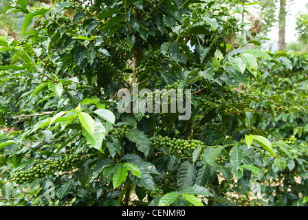 Acerbi chicchi di caffè (Coffea arabica) crescono su arbusti a Coopedota, caffè cooperativa, Copey de Dota, Costa Rica. Foto Stock