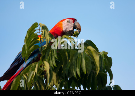Scarlet Macaw (Ara Macao), regione di Carara, Costa Rica. Foto Stock