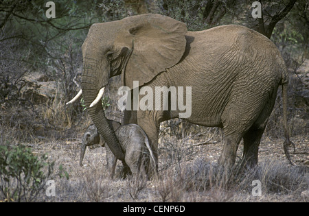 Madre elephant rassicurante new born baby elephant vitello solo poche ore vecchie toccando con tronco Samburu Riserva nazionale del Kenya Foto Stock