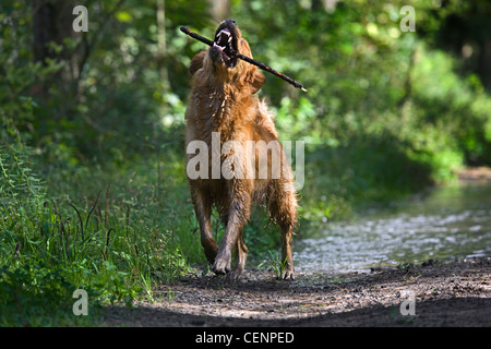 Il golden retriever cane giocando con il bastone in bocca e in esecuzione attraverso la pozza di fango sul sentiero nella foresta, Belgio Foto Stock