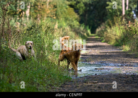 Golden Retriever e Labrador Cani giocando e in esecuzione con bastone attraverso la pozza di fango sul percorso nella foresta, Belgio Foto Stock