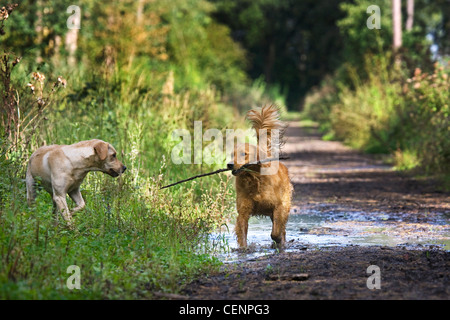 Golden Retriever e Labrador Cani giocando e in esecuzione con bastone attraverso la pozza di fango sul percorso nella foresta, Belgio Foto Stock