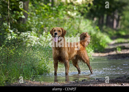 Il golden retriever cane con pelo bagnato in piedi nella pozza di fango sulla pista forestale, Belgio Foto Stock