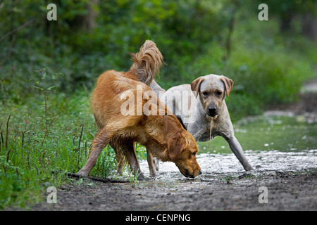 Sete golden retriever e labrador cani acqua potabile dalla pozza di fango sulla via nella foresta, Belgio Foto Stock