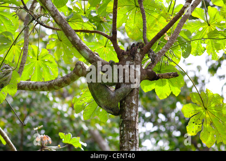 Una Tre-dita bradipo salendo verso il basso la struttura ad albero nel Parco Nazionale di Manuel Antonio Foto Stock