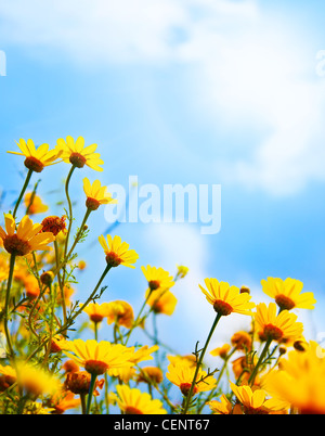 Fiori di frontiera, campo di fresche margherite giallo su blu cielo sfondo naturale Foto Stock