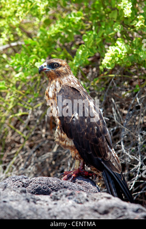 Le Galapagos Hawk con sanguinosa artigli e becco dall alimentazione Foto Stock