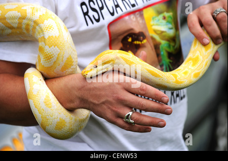 Un albino Python consegnato all'RSPCA e ora sta cercando una nuova casa Foto Stock