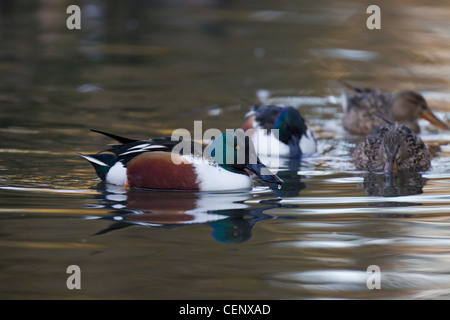 Loeffelente, Anas clypeata, pala a nord Foto Stock