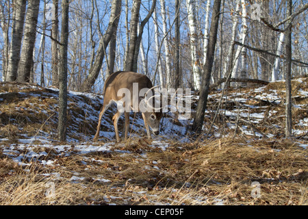 White-tailed deer in inverno Foto Stock