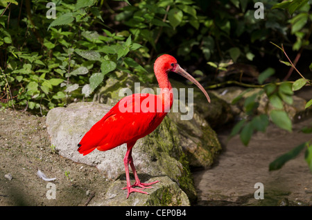 Roter sichler, eudocimus ruber, scarlet ibis Foto Stock
