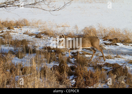 White-tailed deer in inverno Foto Stock