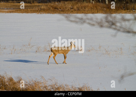 White-tailed deer in inverno Foto Stock