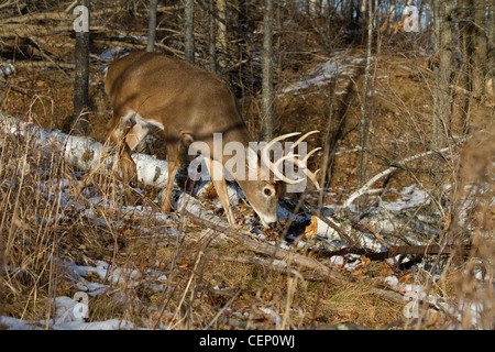 White-tailed deer in inverno Foto Stock