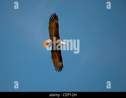 American aquila calva (Haliaeetus leucocephalus) SCO 8026 Foto Stock