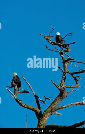 American aquile calve (Haliaeetus leucocephalus) su albero preferito lookout pesce persico SCO 8027 Foto Stock